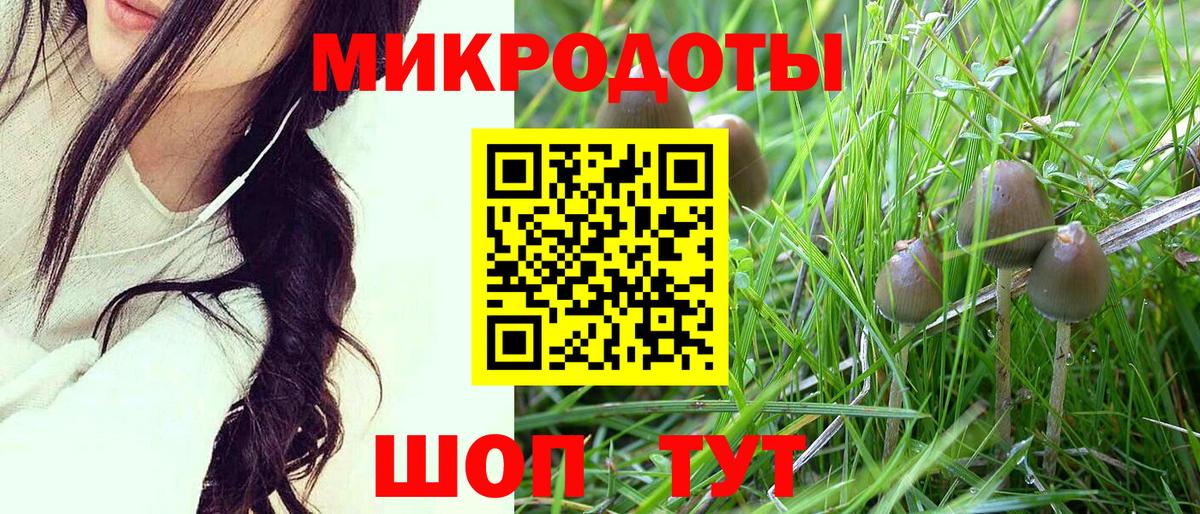 Галлюциногенные грибы Psilocybe Можайск
